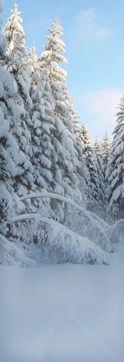 Brunnen auf der Griesemert
